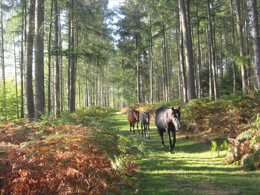 New Forest Short Break Holidays Bayliss Executive Travel