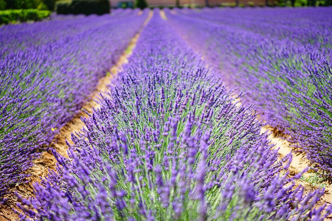 Castle Farm - Lavender Fields