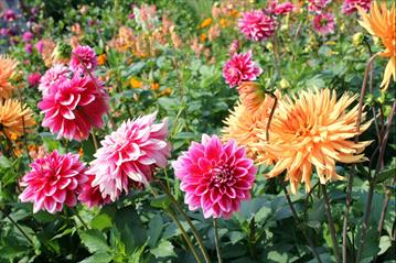 Pashley Manor Garden - Dahlia Days