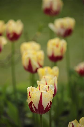 Pashley Manor Tulip Festival