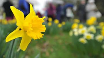 Thriplow Daffodil Festival